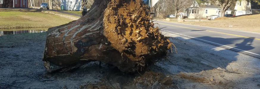 Rochester, NH (Stump Removal)